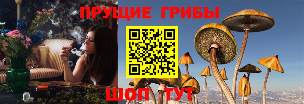 Псилоцибиновые грибы GOLDEN TEACHER  Вход с VPN  Ставрополь  купить  цена  Галлюциногенные грибы ЛСД 